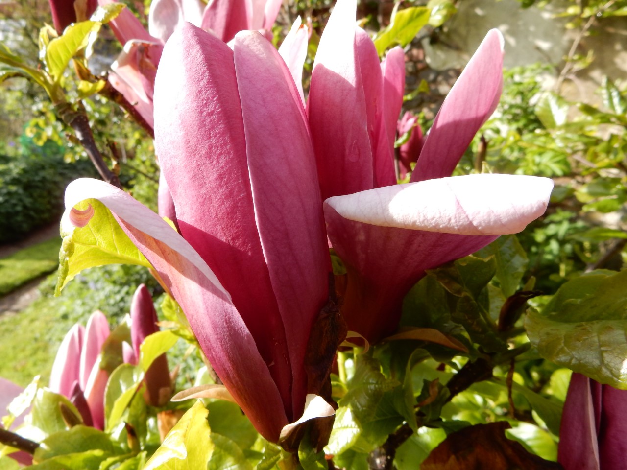 M. liliiflora 'Nigra' AGM